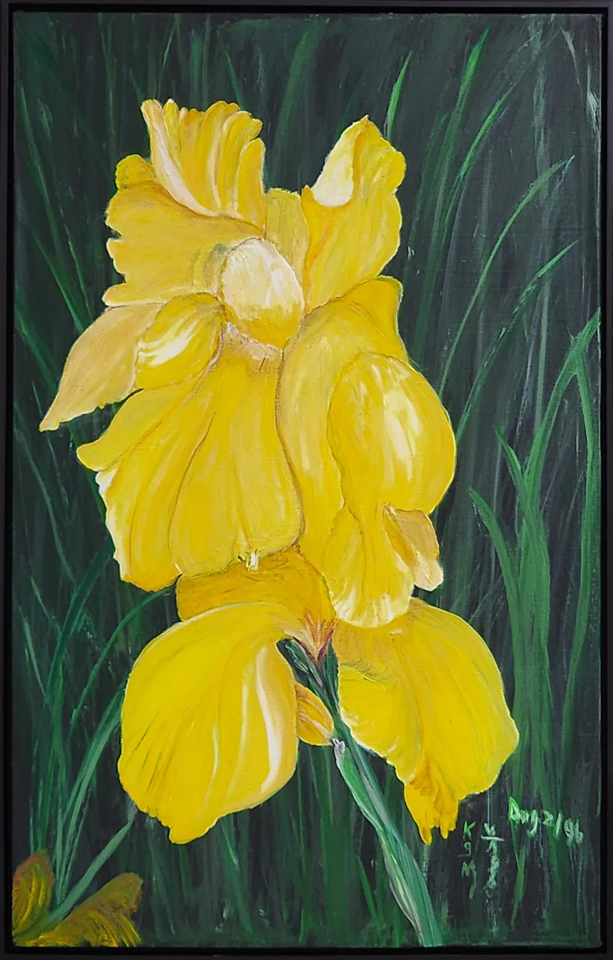 Yellow Double Iris by Dr. Kenneth G. Mills